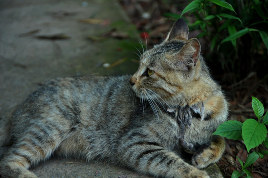 中国狸花猫 猫