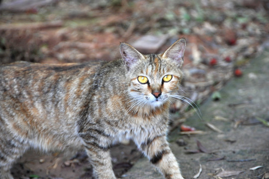 豹纹猫 猫