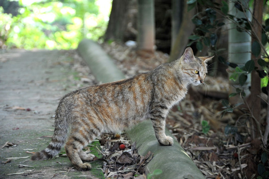 豹纹猫