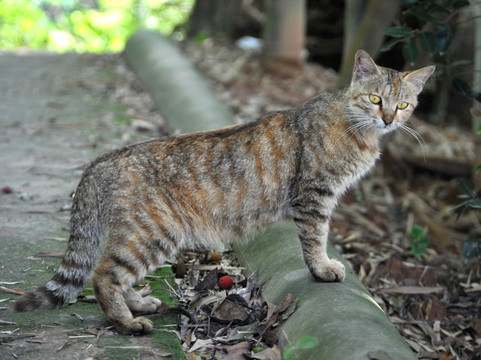 猫 豹纹猫