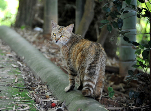 豹纹猫