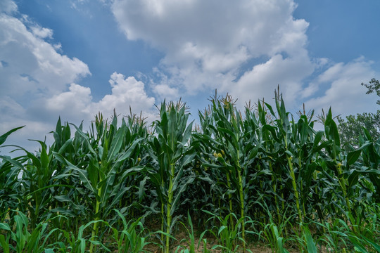 玉米地 高清农作物摄影
