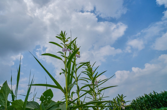 芝麻开花节节高