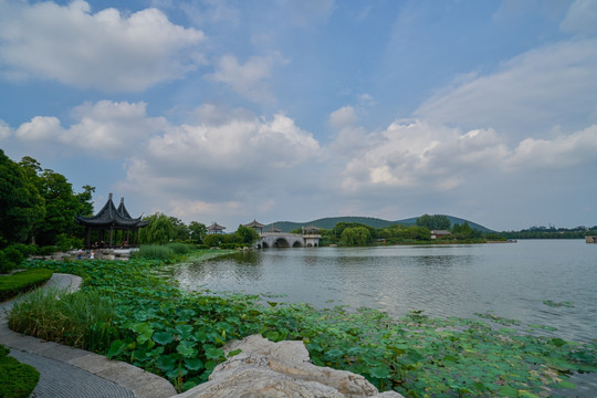 湖水湖景 莲花