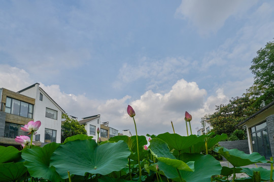 水乡小镇 荷花