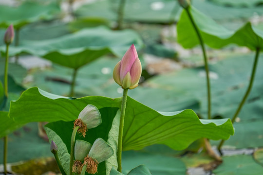 莲蓬 荷花