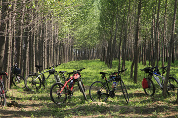 树林里的自行车