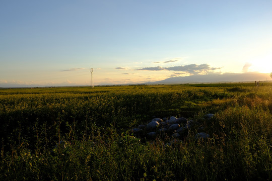 油菜地