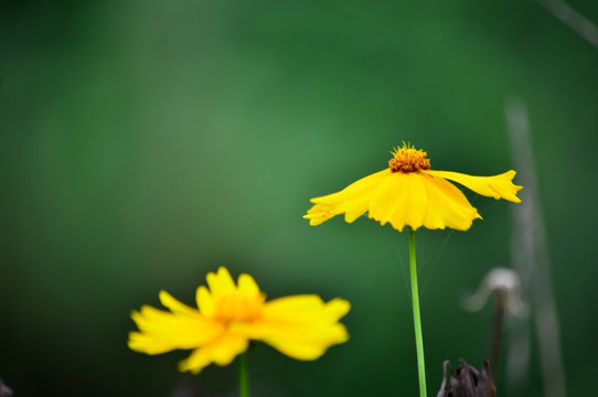 黄花