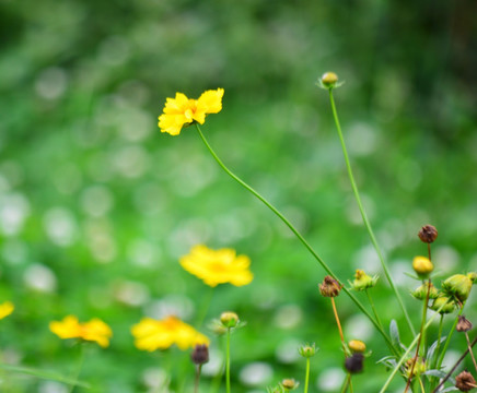 黄花