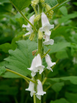 芝麻花