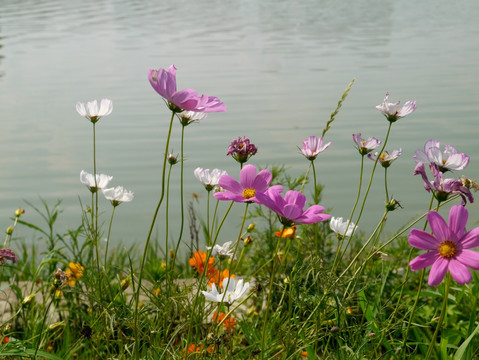 湖边小花