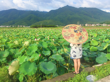 东云荷花