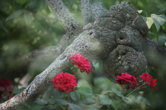 花和老树