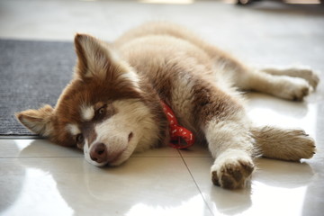 红阿拉斯加幼犬