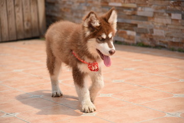 阿拉斯加幼犬