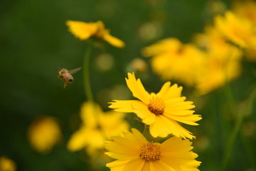 小黄花