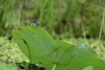 蜻蜓