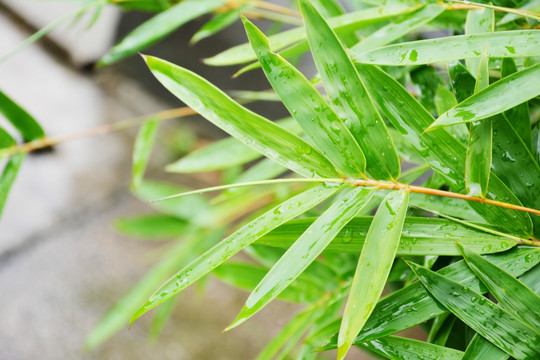 雨后竹叶