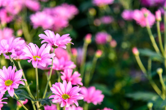 美丽的粉色菊花