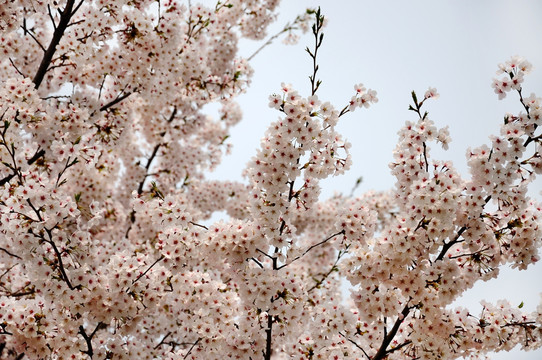 樱花素材