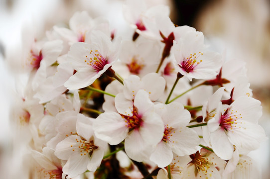 北京玉渊潭公园樱花节