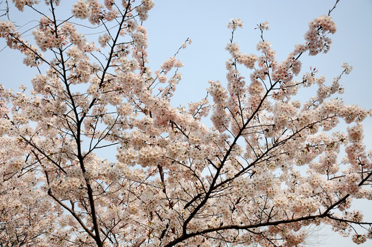 北京玉渊潭公园樱花节