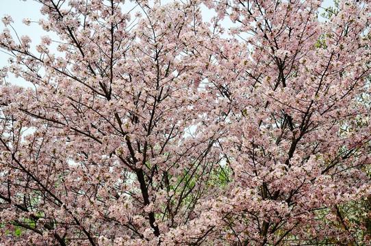 樱花盛开春色艳