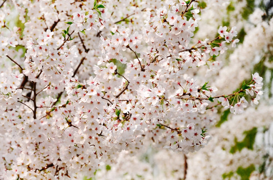 樱花盛开春色艳