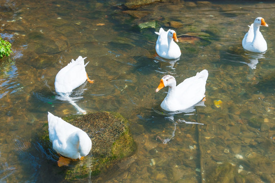 水面鸭子 一群鸭子 鸭子