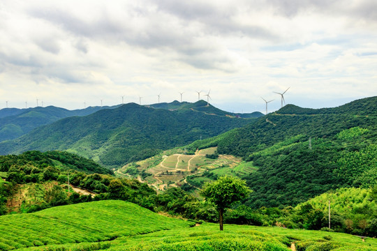 白岩山茶场