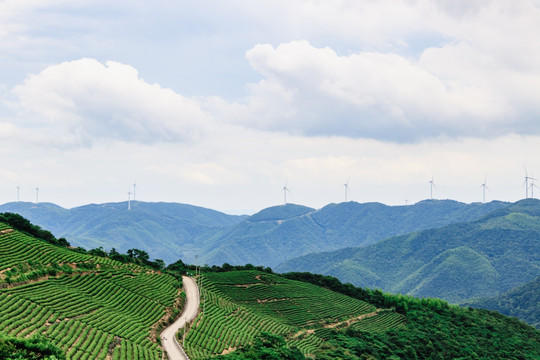 远山 茶园茶树 茶山公路