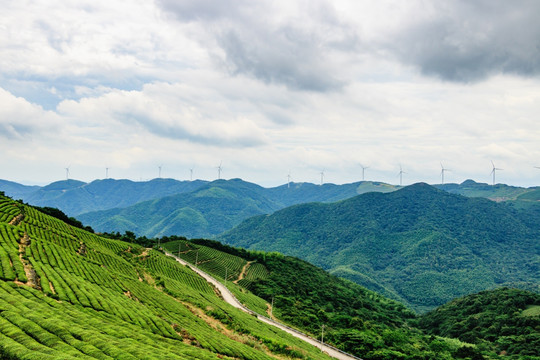 茶山茶园茶树