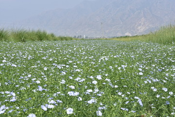 胡麻花田，大山里的亚麻农田