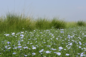 亚麻籽花