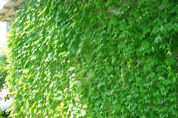 绿色墙 绿叶墙