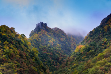 光雾山彩林树木树叶山林