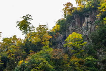 光雾山彩林树木树叶山林