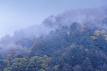 光雾山彩林树木树叶山林