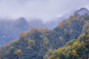 光雾山彩林树木树叶山林