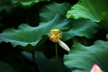 荷花花蕊