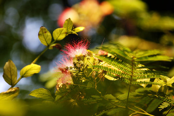 合欢花 合欢花开 红花 凤凰