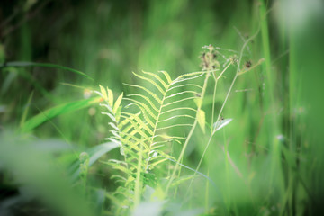 菁菁小草