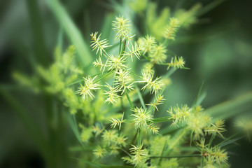 美丽小草