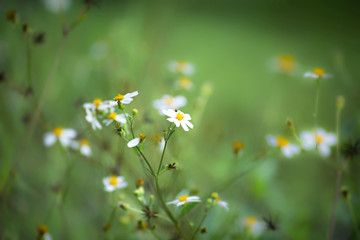 小花绽放