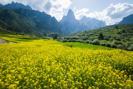 扎尕那 油菜花海