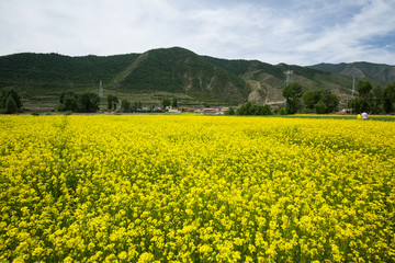 油菜花海