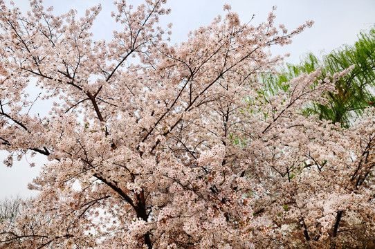 花开清香来