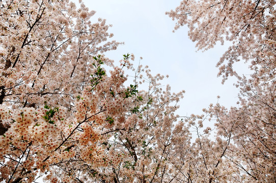 玉渊潭公园樱花开