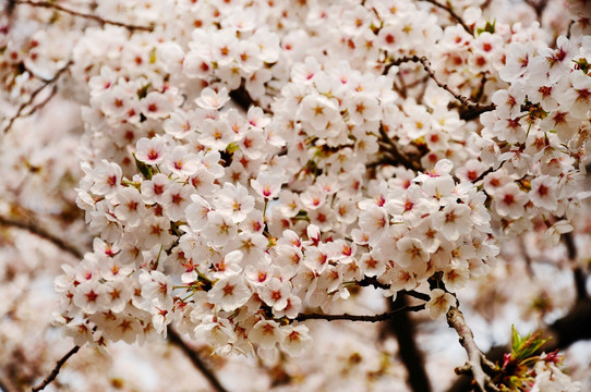 樱花时节春色天